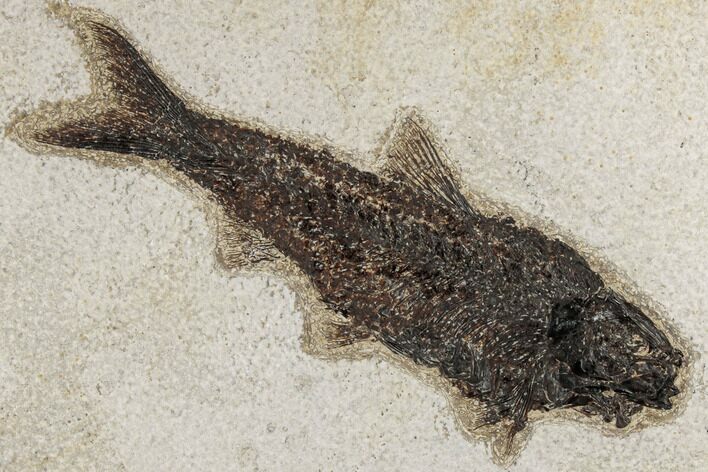 Fossil Fish (Knightia) - Green River Formation #189267